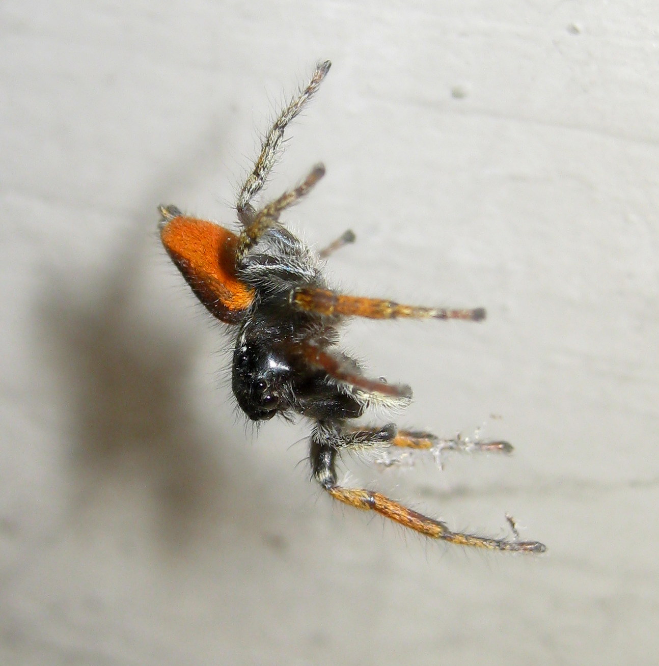 Philaeus chrysops comportamento insolito