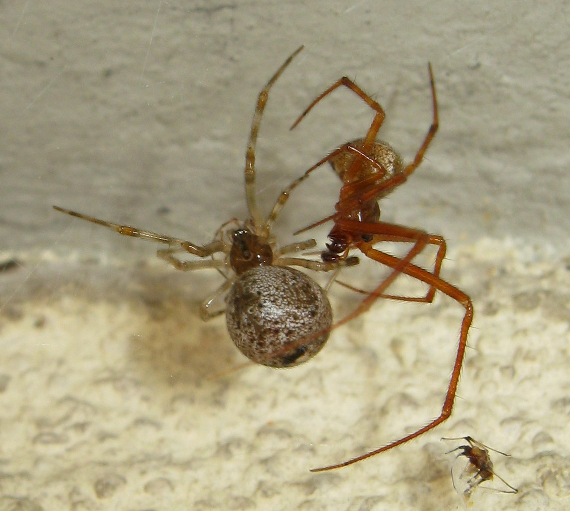 Parasteatoda tepidariorum accoppiamento - Treviso (TV)
