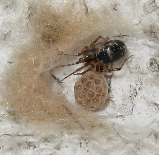 Sardinidion blackwalli con ovisacco - Treviso