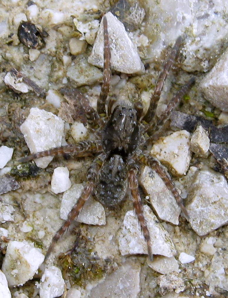 Arctosa lacustris - Lughignano (TV)