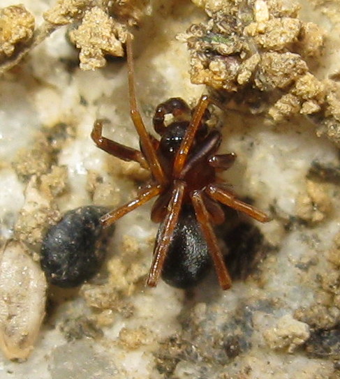 Zodariidae:   Zodarion sp.  - Treviso