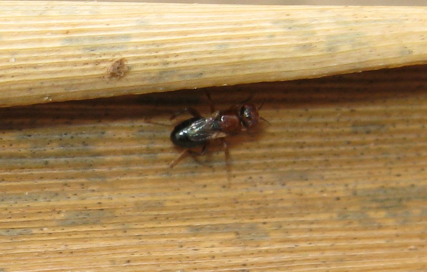 Elachiptera brevipennis (Chloropidae)