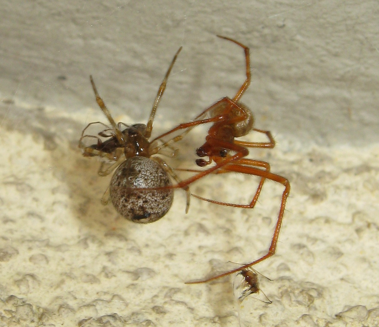 Parasteatoda tepidariorum accoppiamento - Treviso (TV)