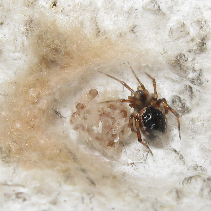 Sardinidion blackwalli con ovisacco - Treviso