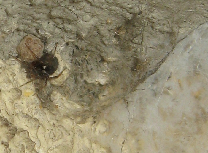 Sardinidion blackwalli con ovisacco - Treviso
