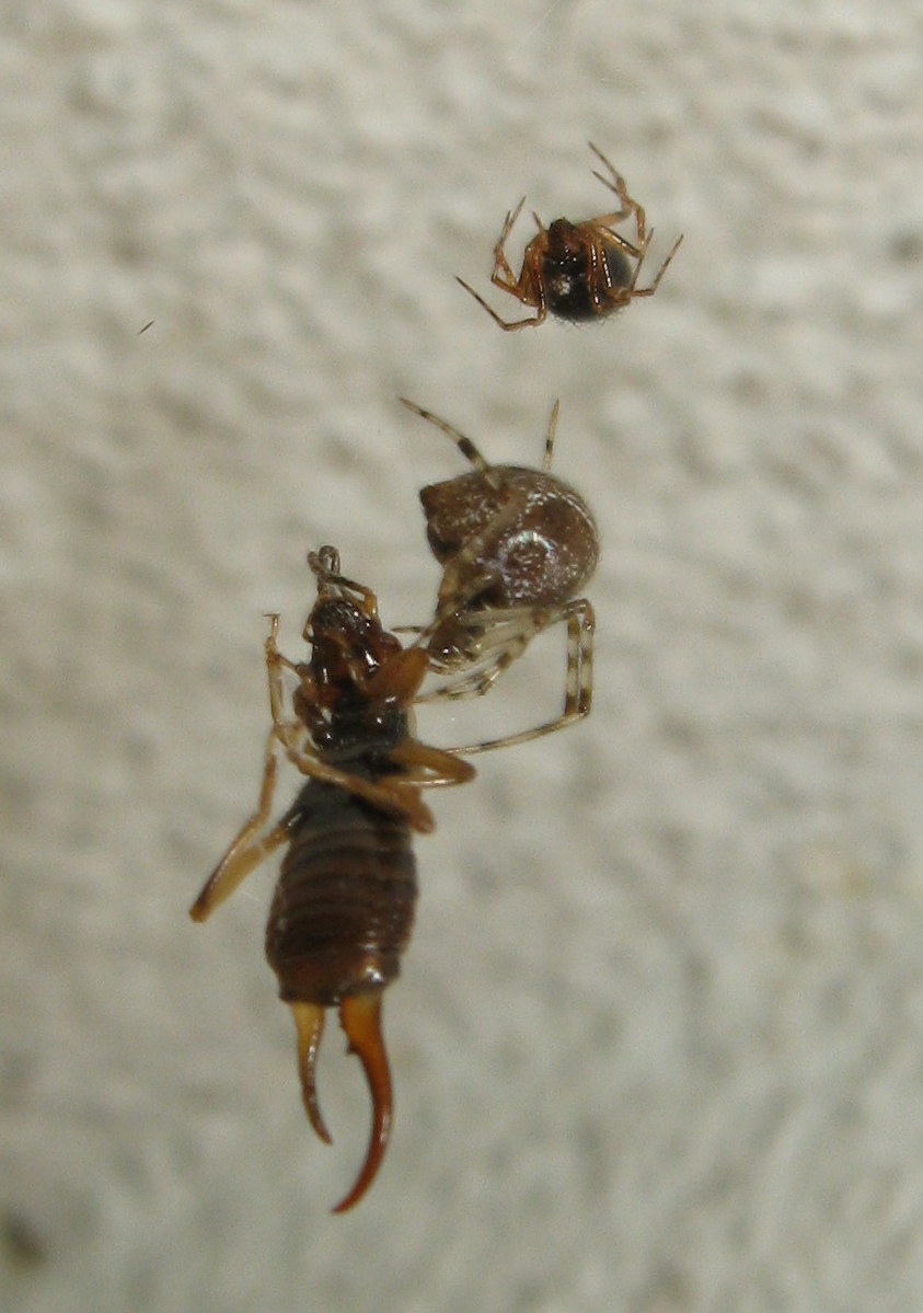 a proposito di Sardinidion ragno opportunista?