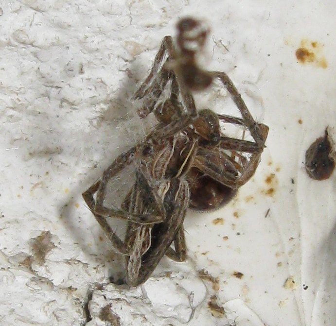 Steatoda triangulosa preda Pisaura - Treviso (TV)