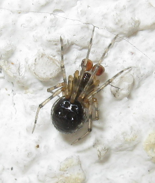 Sardinidion blackwalli maturazione dei maschi - Treviso (TV)