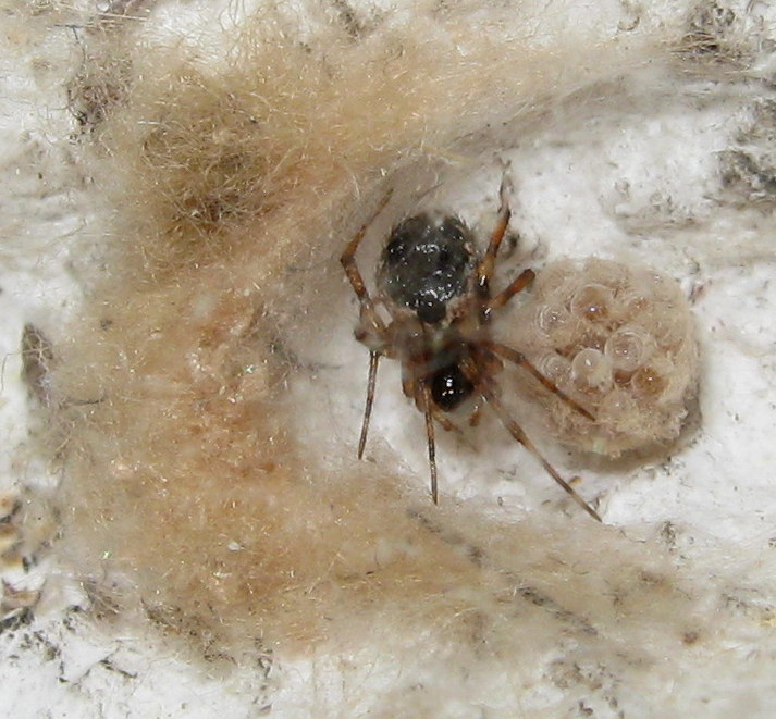 Sardinidion blackwalli con ovisacco - Treviso
