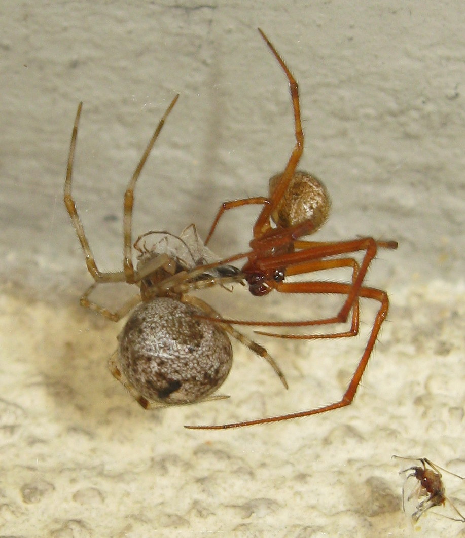 Parasteatoda tepidariorum accoppiamento - Treviso (TV)