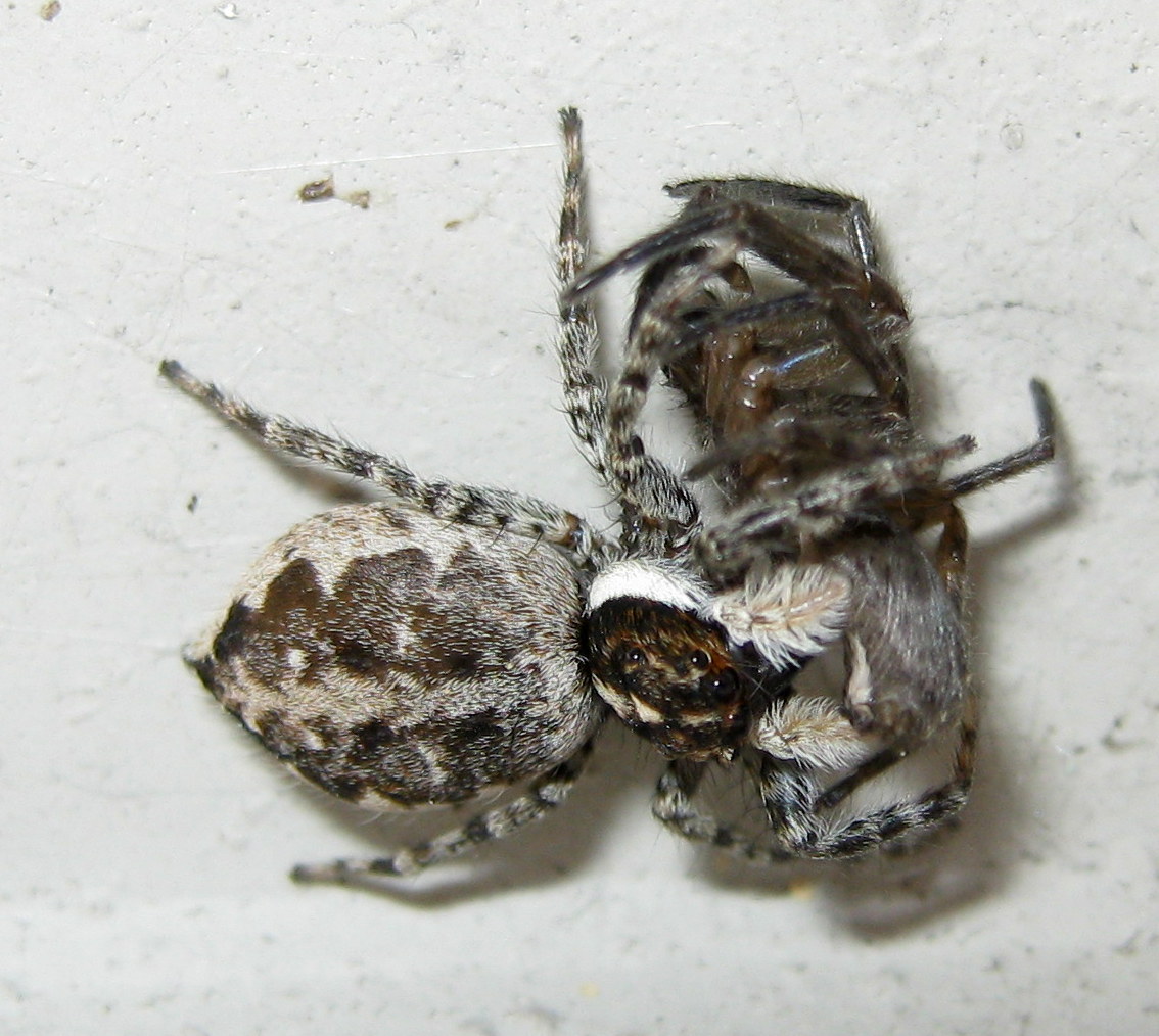 Menemerus semilimbatus preda Segestria sp. - Treviso (TV)