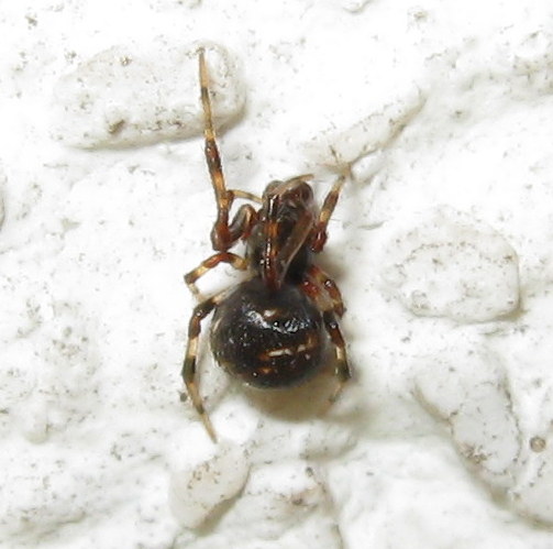 Theridiidae:  Cryptachaea riparia?