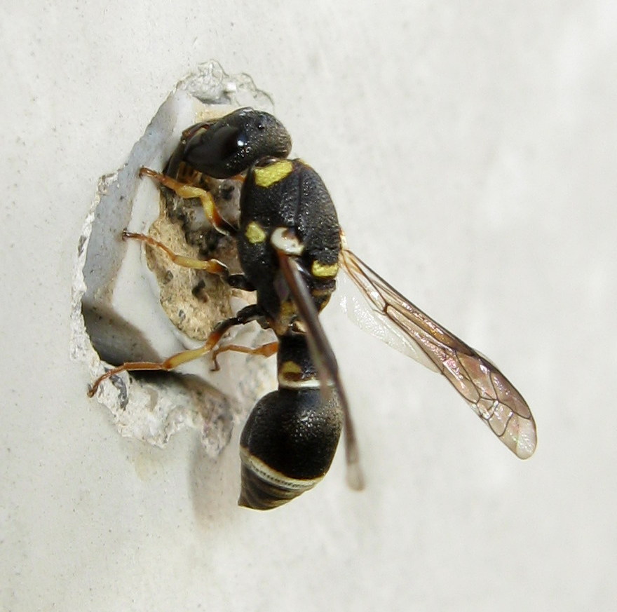 Leptochilus regulus  (Vespidae Eumeninae)
