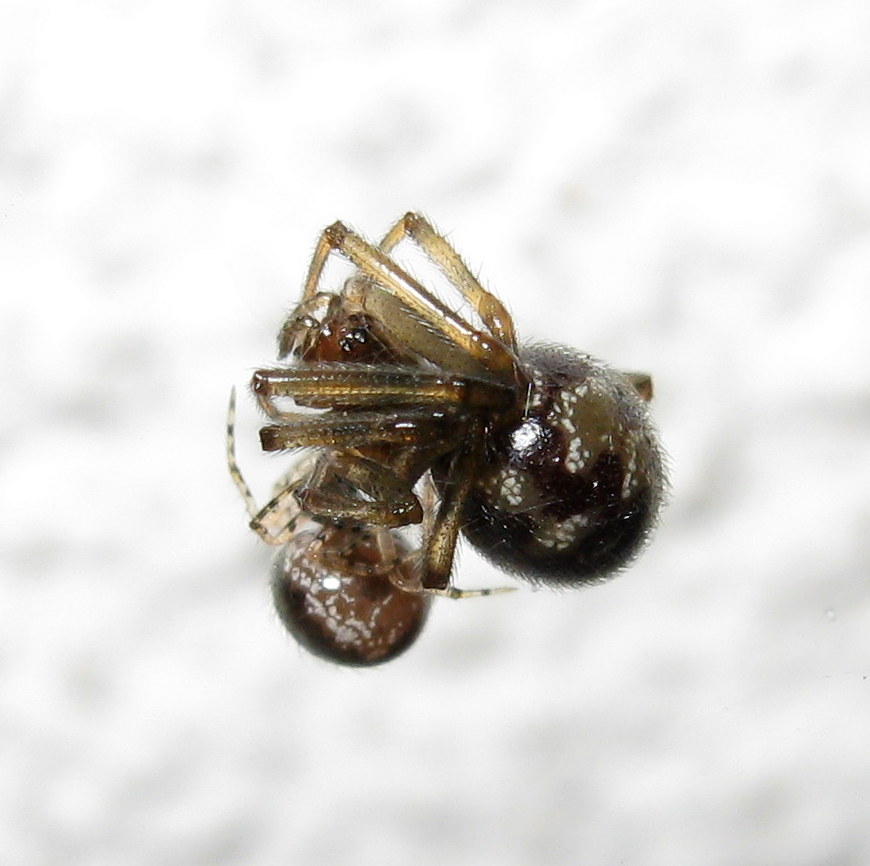 giovane Sardinidion blakwalli preda Steatoda triangulosa