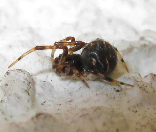 Theridiidae:  Cryptachaea riparia?