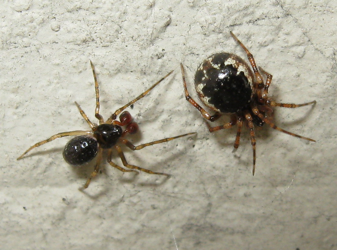 Sardinidion blackwalli maschio e femmina