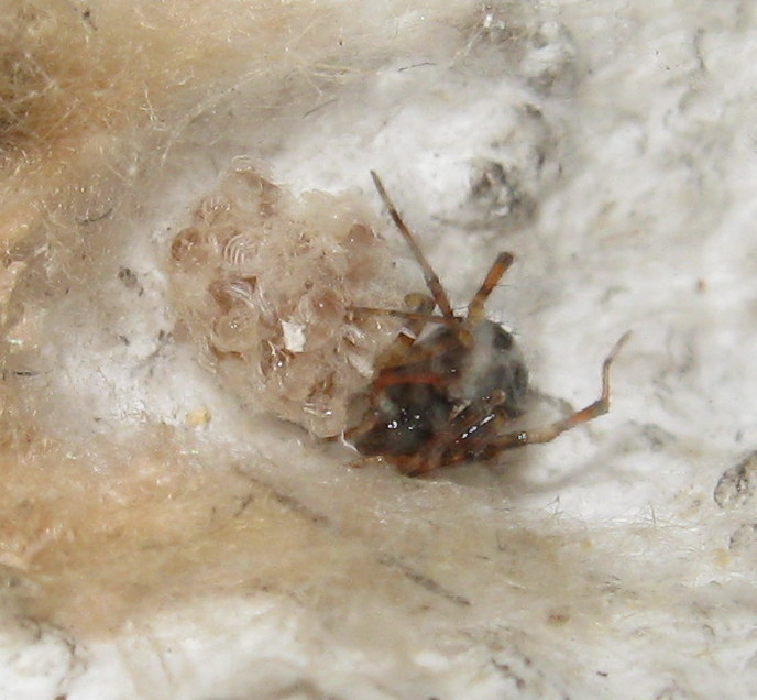 Sardinidion blackwalli con ovisacco - Treviso