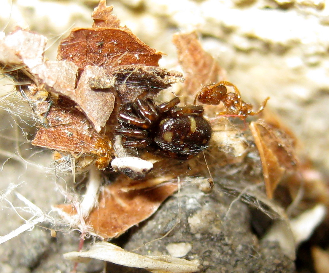 nido di Asagena sp. (Theridiidae) - Treviso