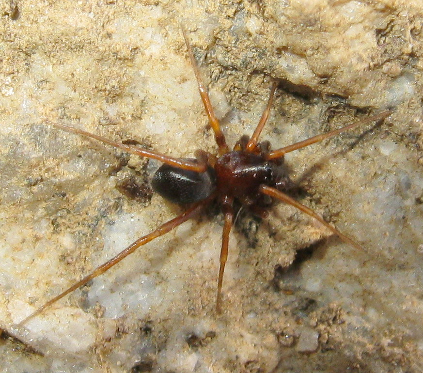 Zodariidae:   Zodarion sp.  - Treviso