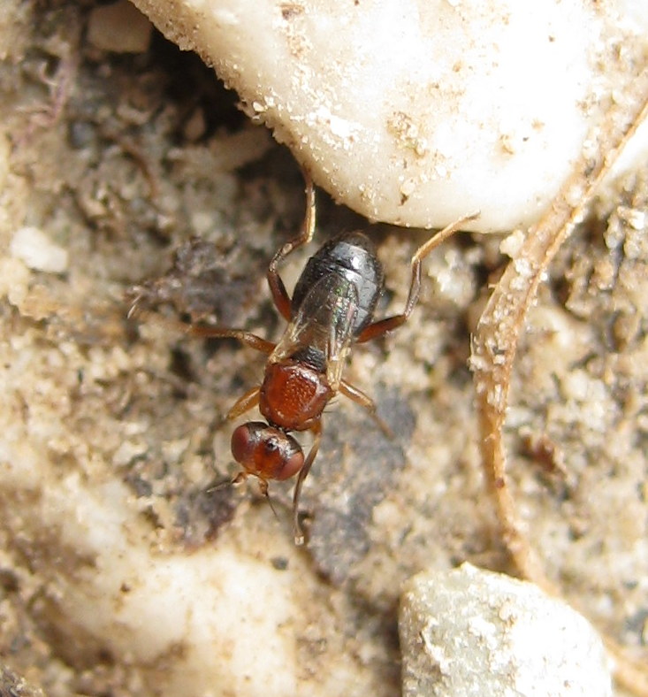 Elachiptera brevipennis (Chloropidae)