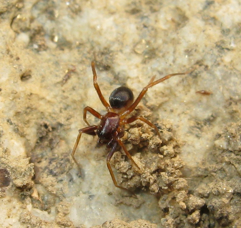 Zodariidae:   Zodarion sp.  - Treviso