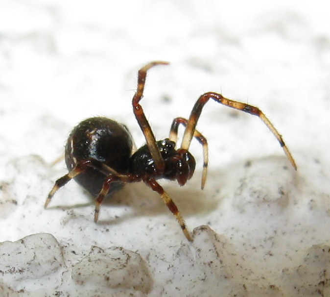 Theridiidae:  Cryptachaea riparia?
