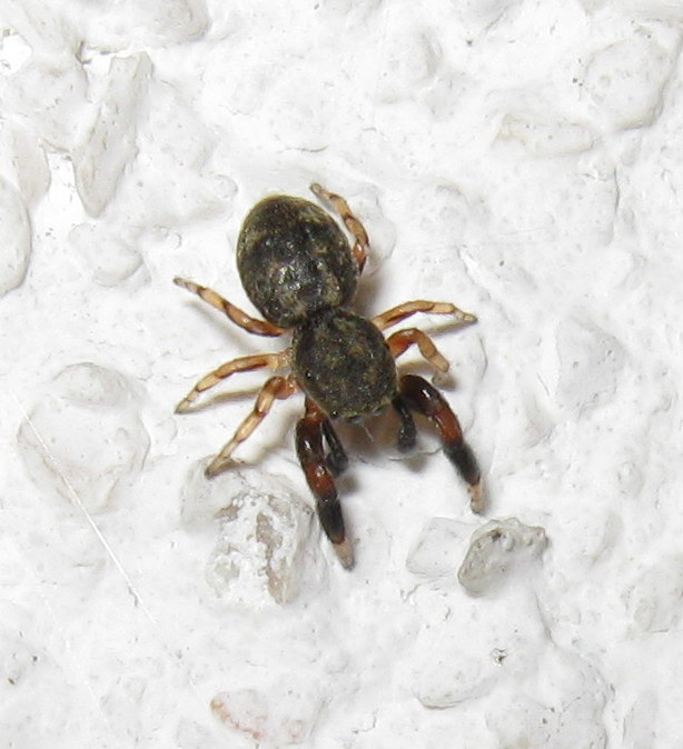 Salticidae: Ballus chalybeius, maschio   -  Treviso