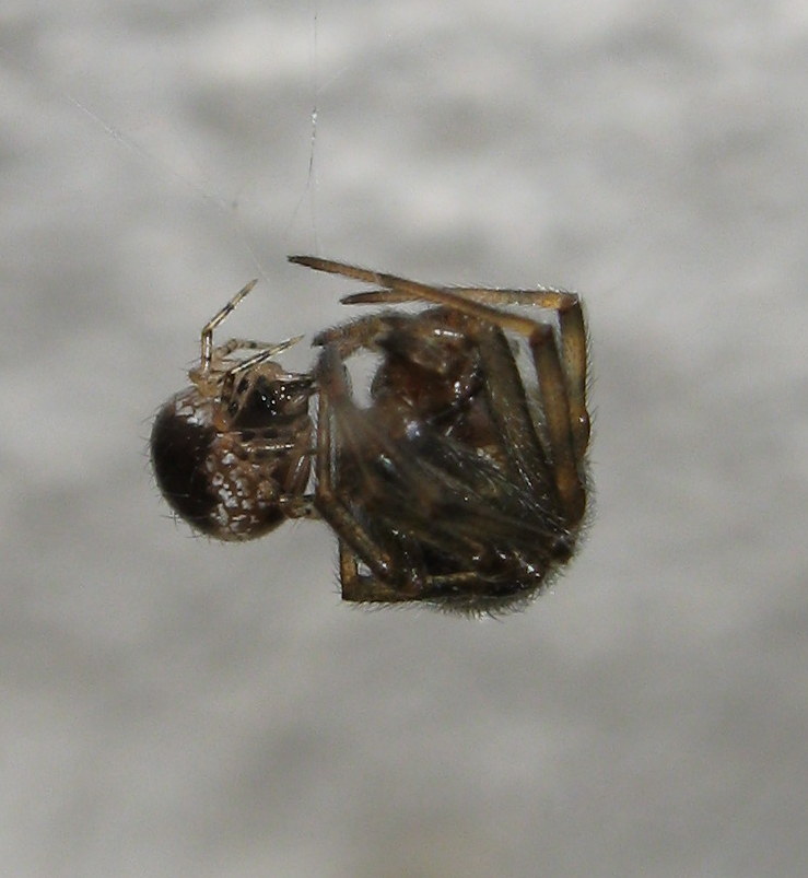 giovane Sardinidion blakwalli preda Steatoda triangulosa