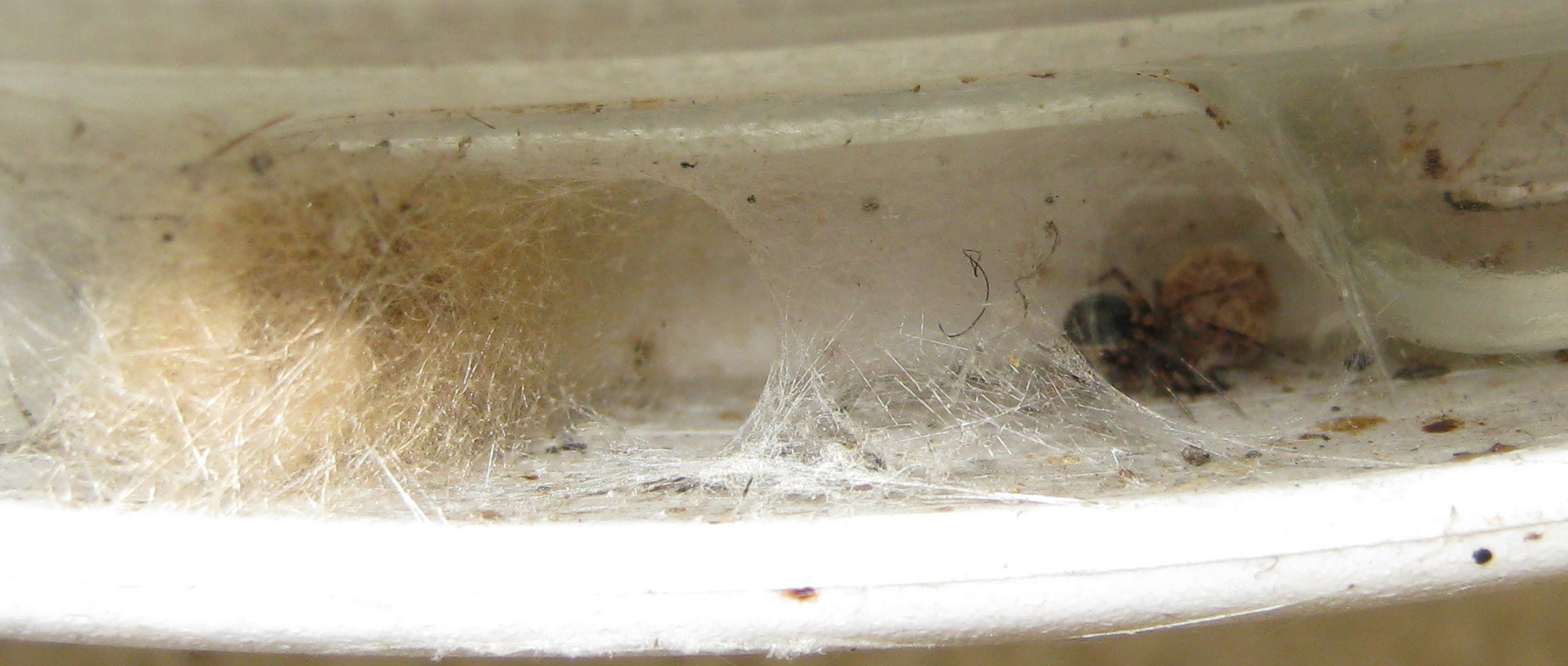Sardinidion blackwalli con ovisacco - Treviso
