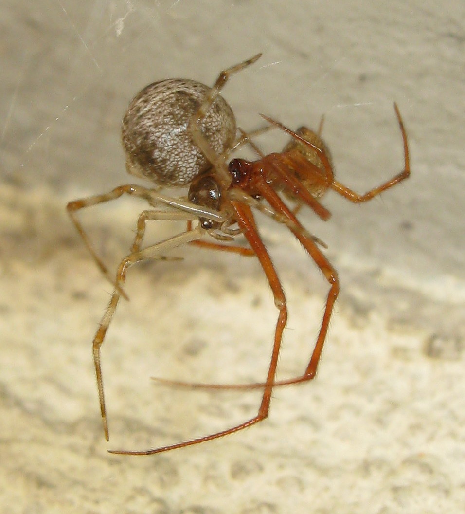 Parasteatoda tepidariorum accoppiamento - Treviso (TV)