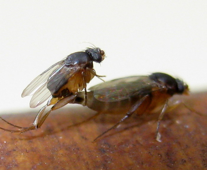 Accoppiamento di.....Megaselia sp. (Phoridae)