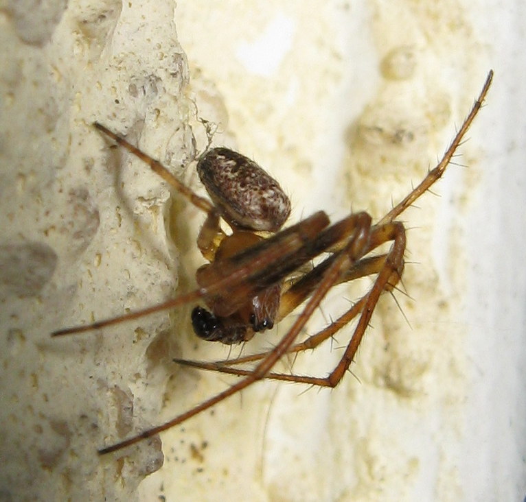 Araneidae: maschio di Zilla diodia  - Treviso