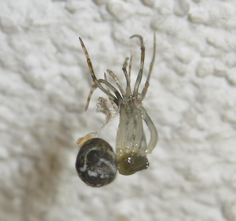 Muta di Parasteatoda sp.  - Treviso