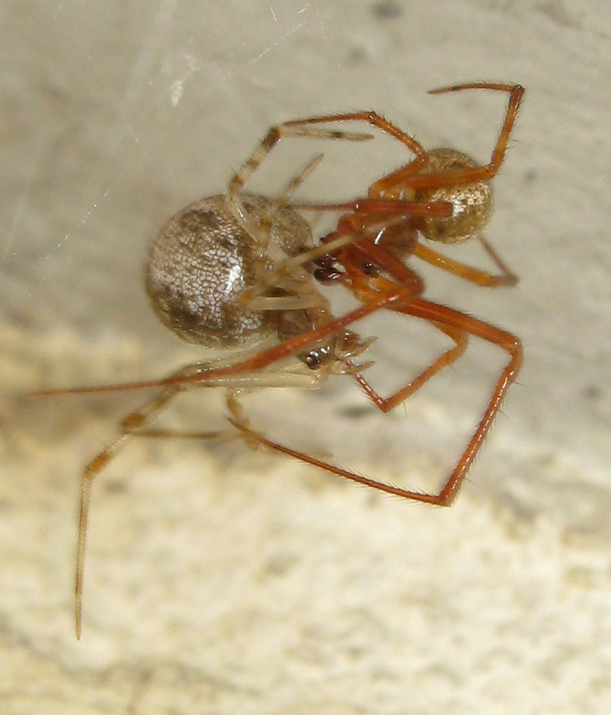 Parasteatoda tepidariorum accoppiamento - Treviso (TV)