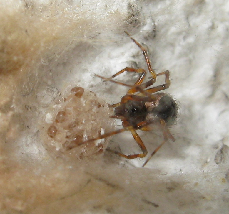 Sardinidion blackwalli con ovisacco - Treviso