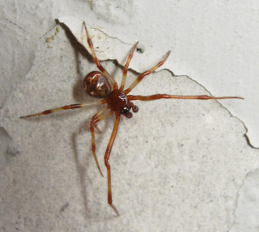 Theridiidae:  Parasteatoda lunata  - Treviso