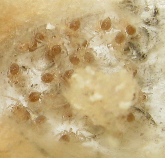 Sardinidion blackwalli con ovisacco - Treviso