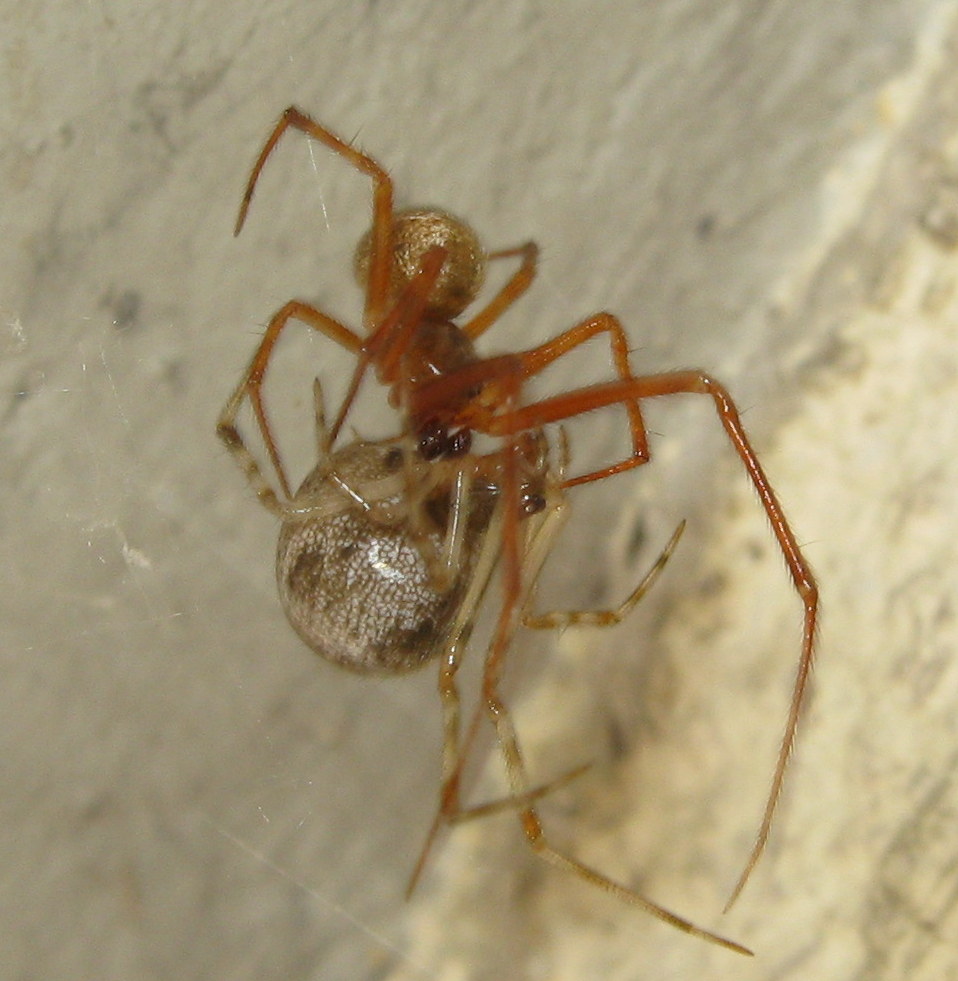 Parasteatoda tepidariorum accoppiamento - Treviso (TV)