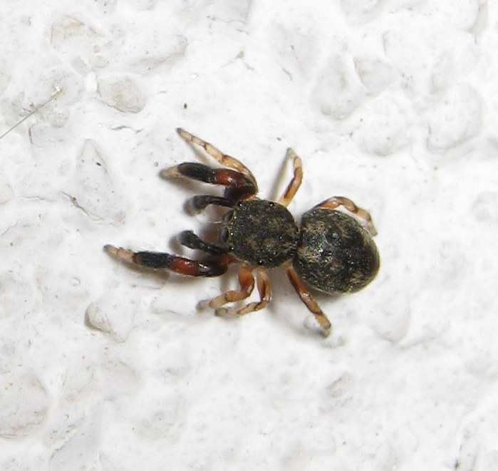 Salticidae: Ballus chalybeius, maschio   -  Treviso