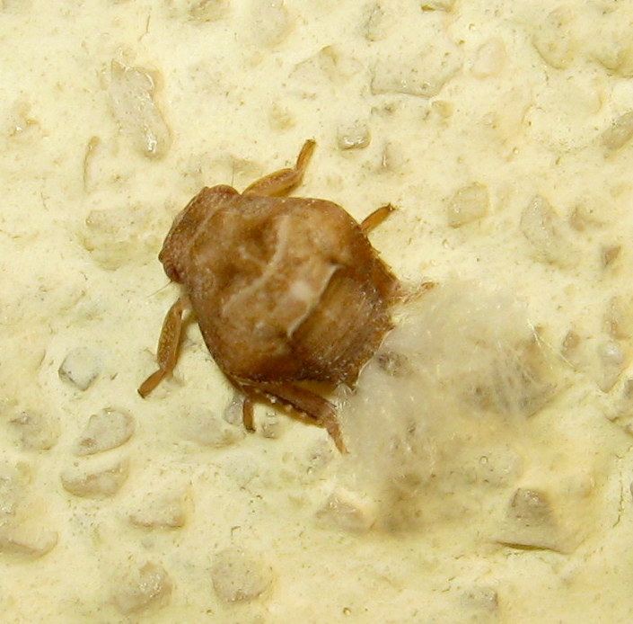 Fulgoromorpha: ninfa di Acanalonia conica (Acaloniidae)