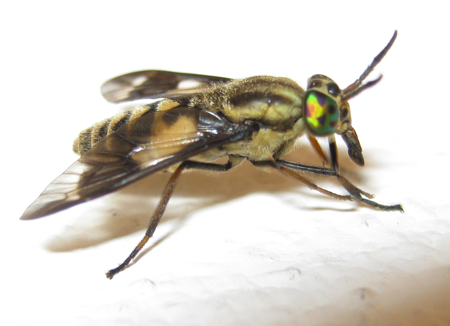 Chrysops italicus (Tabanidae)