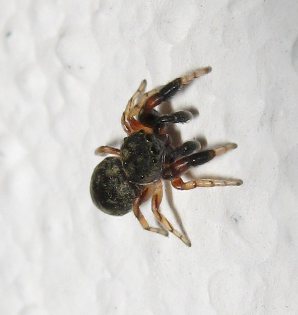 Salticidae: Ballus chalybeius, maschio   -  Treviso