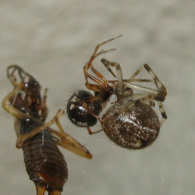 a proposito di Sardinidion ragno opportunista?