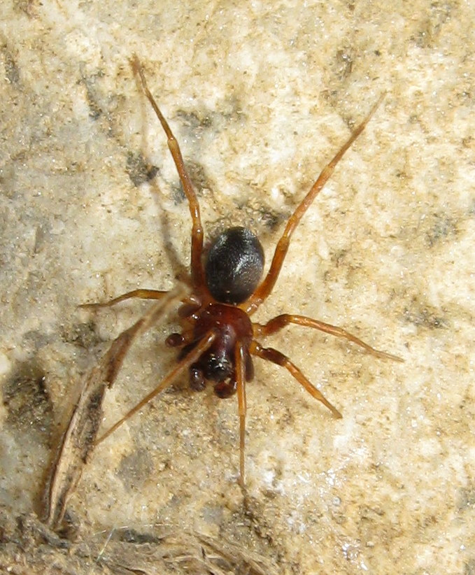 Zodariidae:   Zodarion sp.  - Treviso