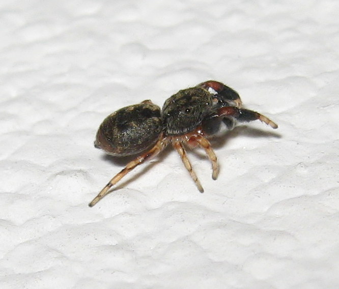 Salticidae: Ballus chalybeius, maschio   -  Treviso
