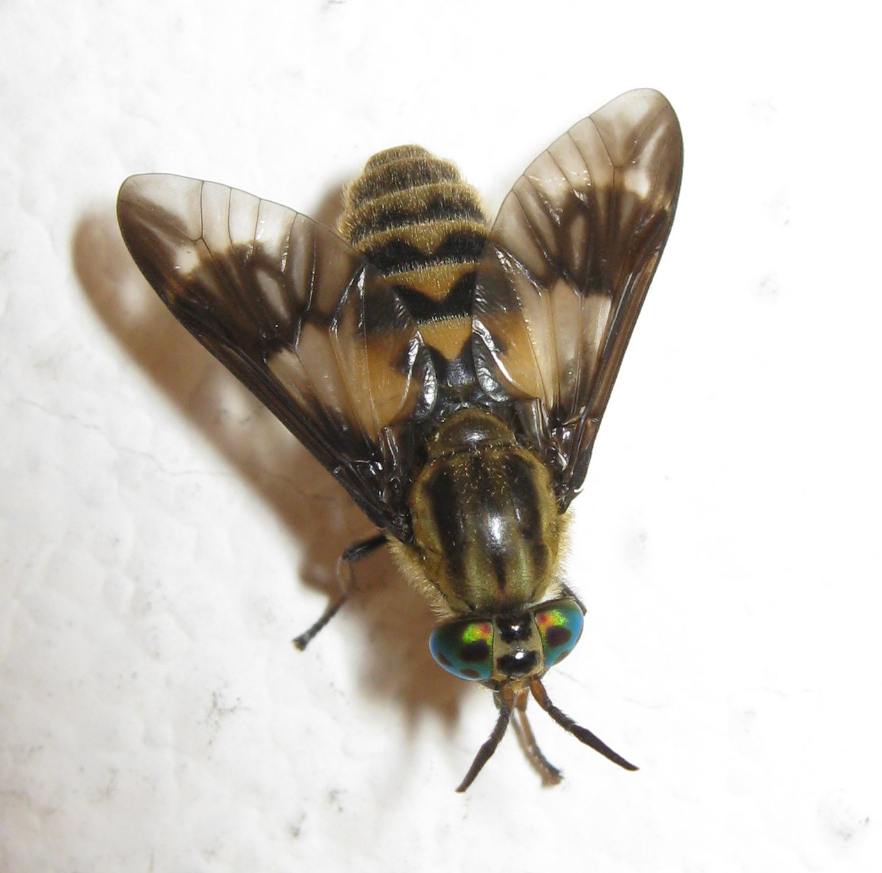 Chrysops italicus (Tabanidae)