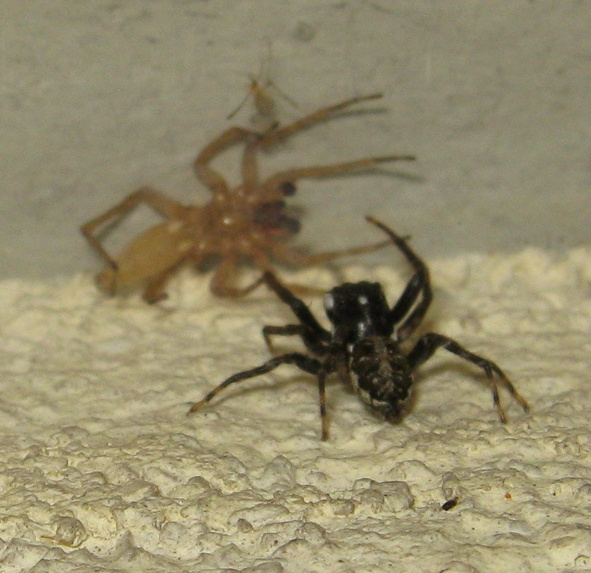 Menemerus semilimbatus cerca di predare Clubiona sp. - Treviso