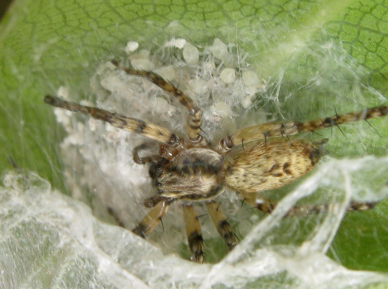 Anyphaena sp. nido con piccoli - Treviso (TV)