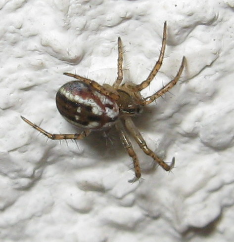 Giovane di Mangora acalypha  -  Treviso