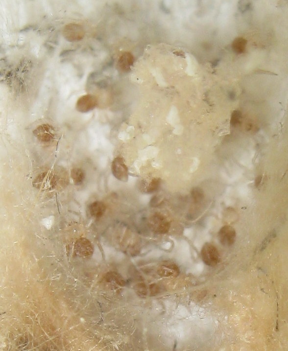 Sardinidion blackwalli con ovisacco - Treviso